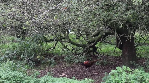 Wildlife on Cannock Chase 스톡 동영상 80923450