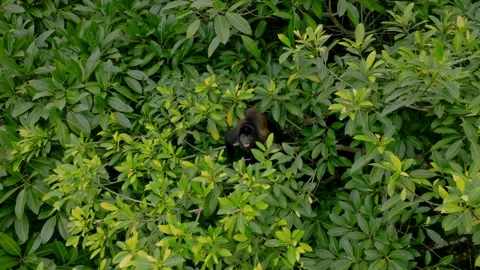 Wildlife Canopy View. Aerial Perspective Reveals Wildlife Behavior In Tropical 库存影片 336032871