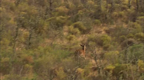 Wildlife. Castilla 2 Vidéo 8836957