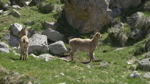 Wildlife of Caucasus Video stock 77245181