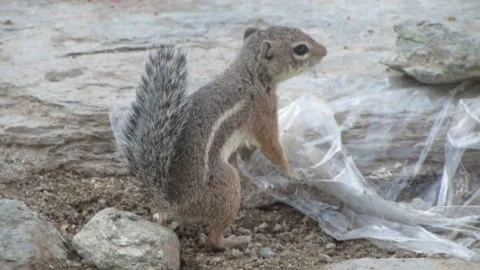 Wildlife Chipmunk Stock-Footage 337350675