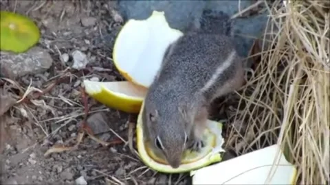 Wildlife Chipmunk Stock-Footage 337351075