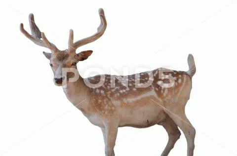 Wildlife christmas animal portrait a cute dotted deer with antlers isolated o Stock Photos