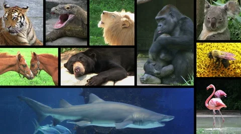 Wildlife Composite 動画素材 1086416