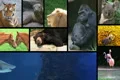 Wildlife Composite Footage