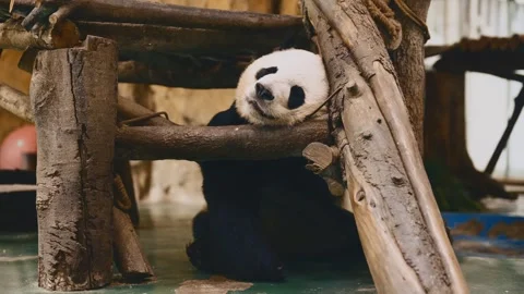 Wildlife conservation, giant panda sleeping in national reserve in China, Stock Footage 345655470