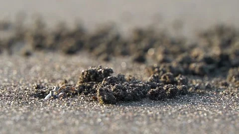 Wildlife Crab Activity on Seashore Stock-Footage 333299738