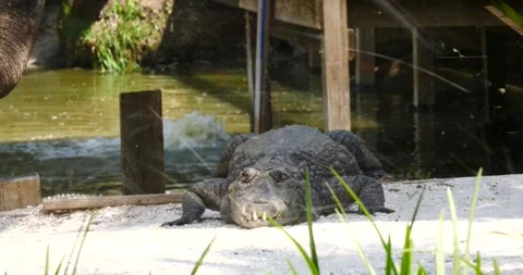 Wildlife: Dangers of the Lying Crocodile Stock Footage 242564641