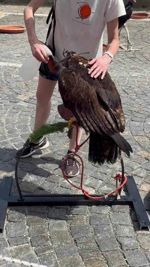Wildlife Demonstration with Trained Bird. Stock Footage 337100959