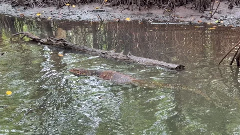 Wildlife Documentary: Lizard Swim Through Mangrove Waters, Explore Natural Video stock 331630909