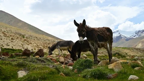 Wildlife donkeys on grassland Stock Footage 113589268