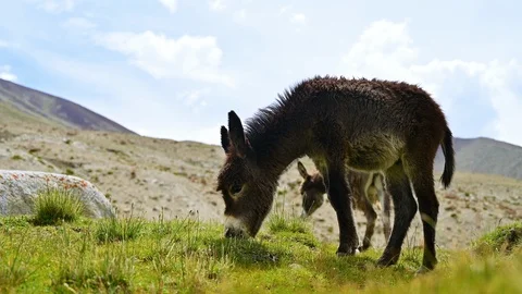 Wildlife donkeys on grassland Stock Footage 113593357