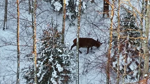 Wildlife during the winter. Stock Footage 329086085