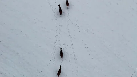 Wildlife during wintertime. Stock-Footage 331215097