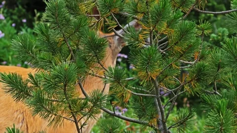 Wildlife Encounter in the Forest Deer Hiding Among Pine Trees Stock Footage 332084530