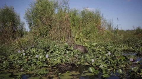 Wildlife in Estuaries Video stock 101034743