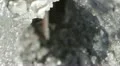 Wildlife   fiddler crab macro 03282012-1 -- H264 Video HD