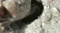 Wildlife   fiddler crab macro 03282012-2 -- H264 HD Footage