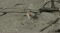 Wildlife   fiddler crabs 03292012-7 -- H264 HD Footage