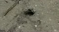 Wildlife   fiddler crabs 03292012-8 -- H264 HD Footage