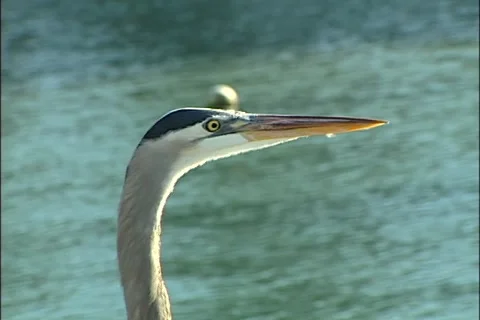 Wildlife Stock Footage 923466