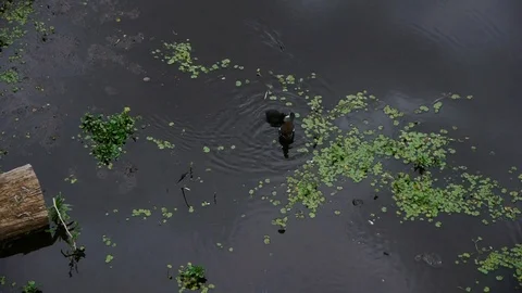 Wildlife Stock Footage 112697413