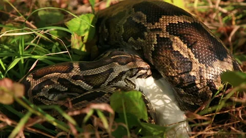 Wildlife Video stock 151671469