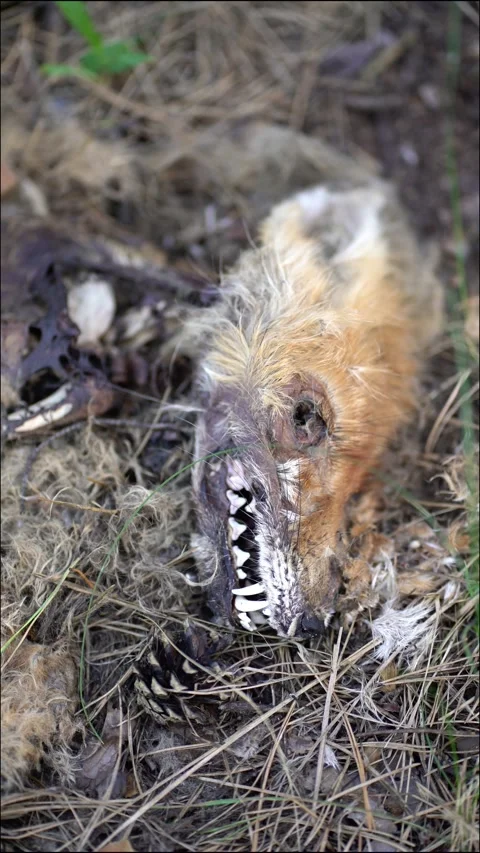 Wildlife footage of a dead fox in decomposition on woodland floor Stock Footage 340933093
