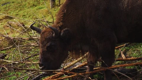 Wildlife foraging in the lush forest during early morning hours Stock Footage 288923930