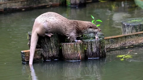 Wildlife found in Bavaria. Stock Footage 321460646