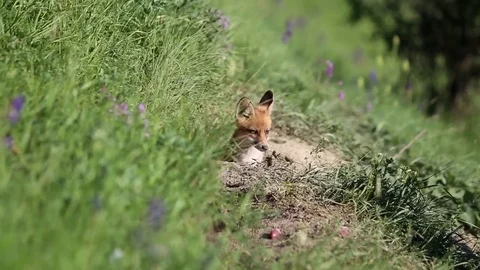 Wildlife, fox cub Stock Footage 76667813