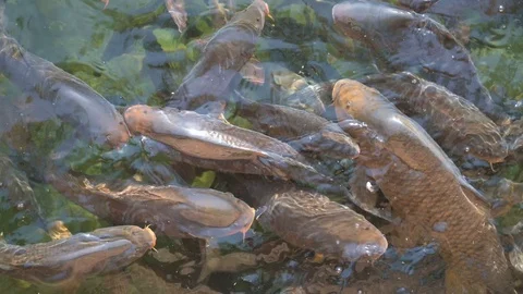 Wildlife into the freshwater Stock Footage