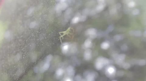 Wildlife - Grasshopper Video stock 27619874