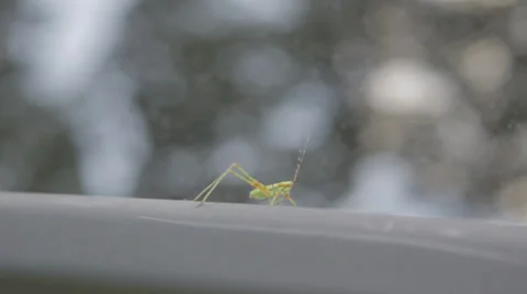 Wildlife - Grasshopper Video stock 27623307