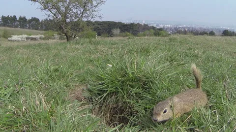 Wildlife ground squirrel 库存影片 37159155