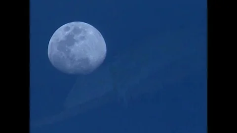 The wildlife, including a fish, a lizard, a snake, a parrot and a frog, Video stock 79422902