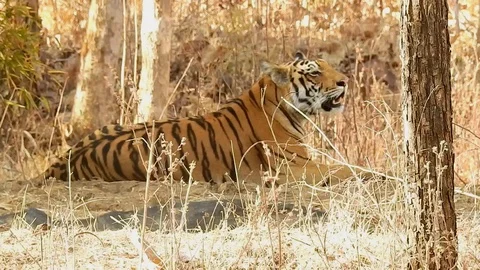 Wildlife Indian tiger roaring tiger in Stock Footage