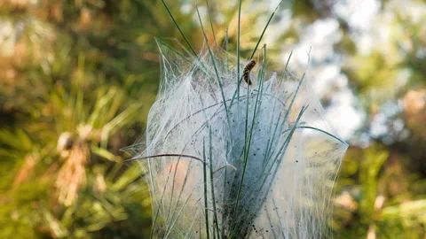 Wildlife insect Pine silkworm on a big white silver silk cocoon Video stock 245476563