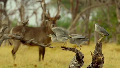 Wildlife interactions in Okavango Delta showcase diverse animal behaviors Stock Footage 326019522