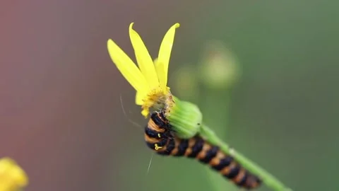 Wildlife in the jungle 動画素材 214606178