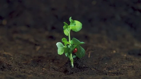 Wildlife Of A Ladybug In Green Grass. Beetle Walks Along A Leaf Of Green plant Video stock 272910022