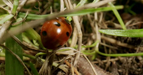 Wildlife ladybug moving in grass. Macro, close up. Insect, bug, natural habitat Stock Footage 220967459