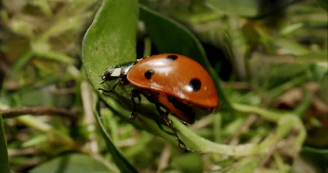 Wildlife ladybug moving in grass. Macro, close up. Insect, bug, natural habitat Video stock 220975701
