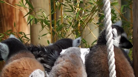 Wildlife- Lemures 2 Stock Footage 35513436