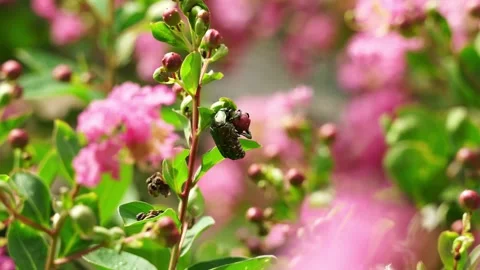 Wildlife Macro Documentary - A Green Beetle Clinging onto a Crape Myrtle Stem Stock Footage 343730908
