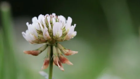 Wildlife macro Stock Footage 119657047