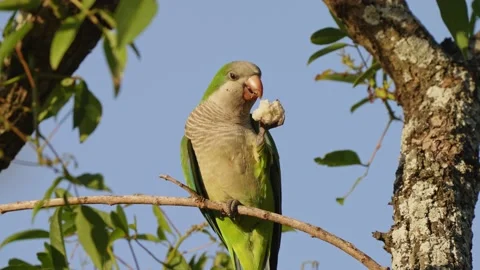 Wildlife macro shot capturing a front facing graceful monk parakeet, 库存影片 166185052