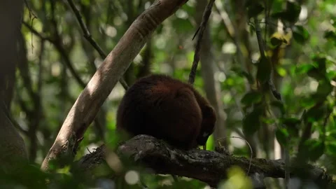 Wildlife Madagascar. Eulemur rubriventer, Red-bellied lemur, Andasibe NP, Madaga Stock Footage 289751616