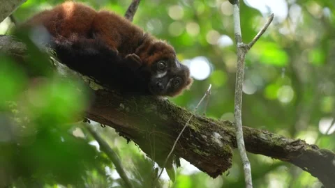 Wildlife Madagascar. Eulemur rubriventer, Red-bellied lemur, Andasibe NP, Madaga Stock Footage 289751745