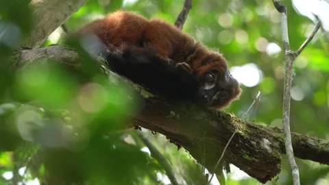 Wildlife Madagascar. Eulemur rubriventer, Red-bellied lemur, Andasibe NP, Madaga Stock Footage 289752022